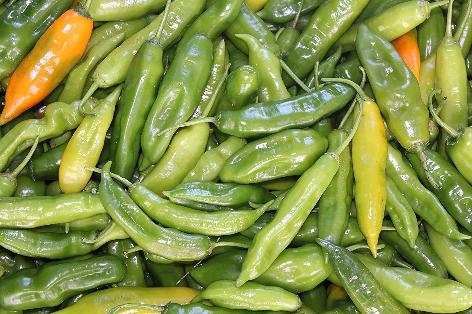 Mr PIC Aji Amarillo Sott'Olio salsa 170 g media piccantezza