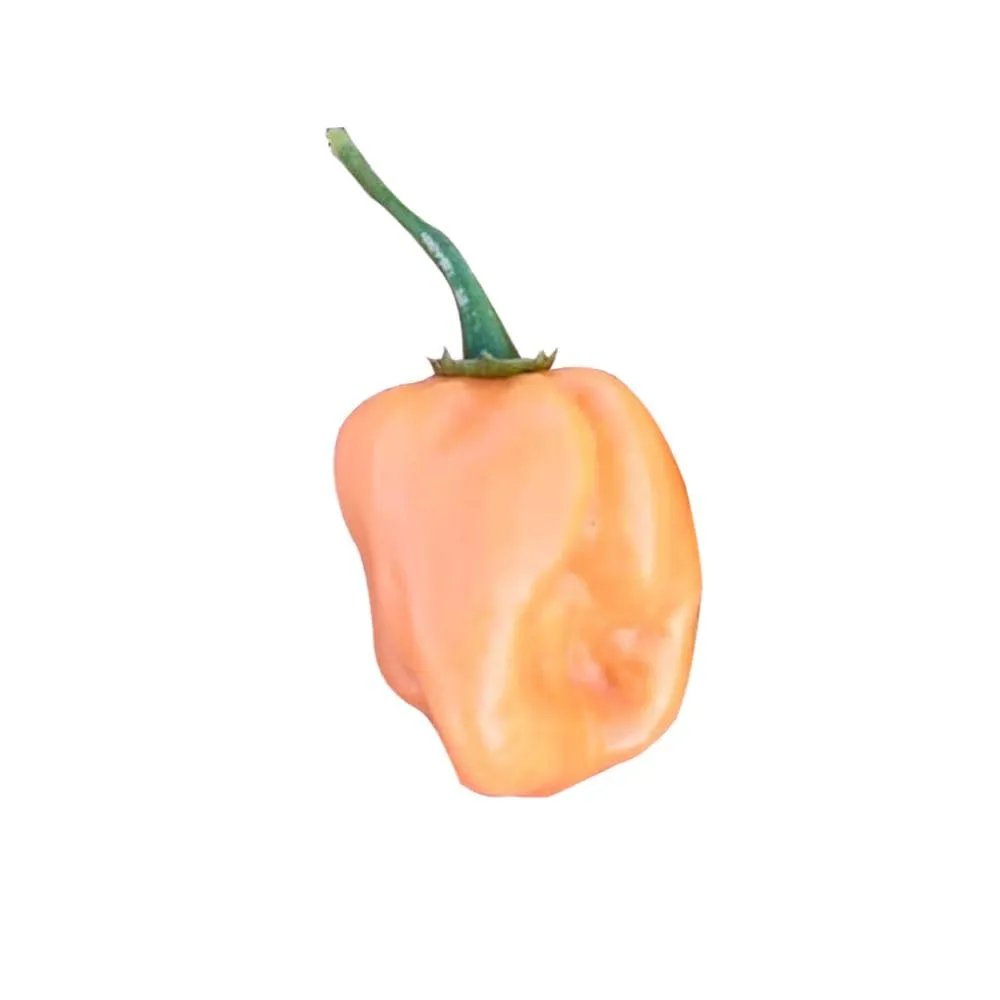 Mr PIC Habanero Salmon Paccheri peperoncino 500 g fruttato
