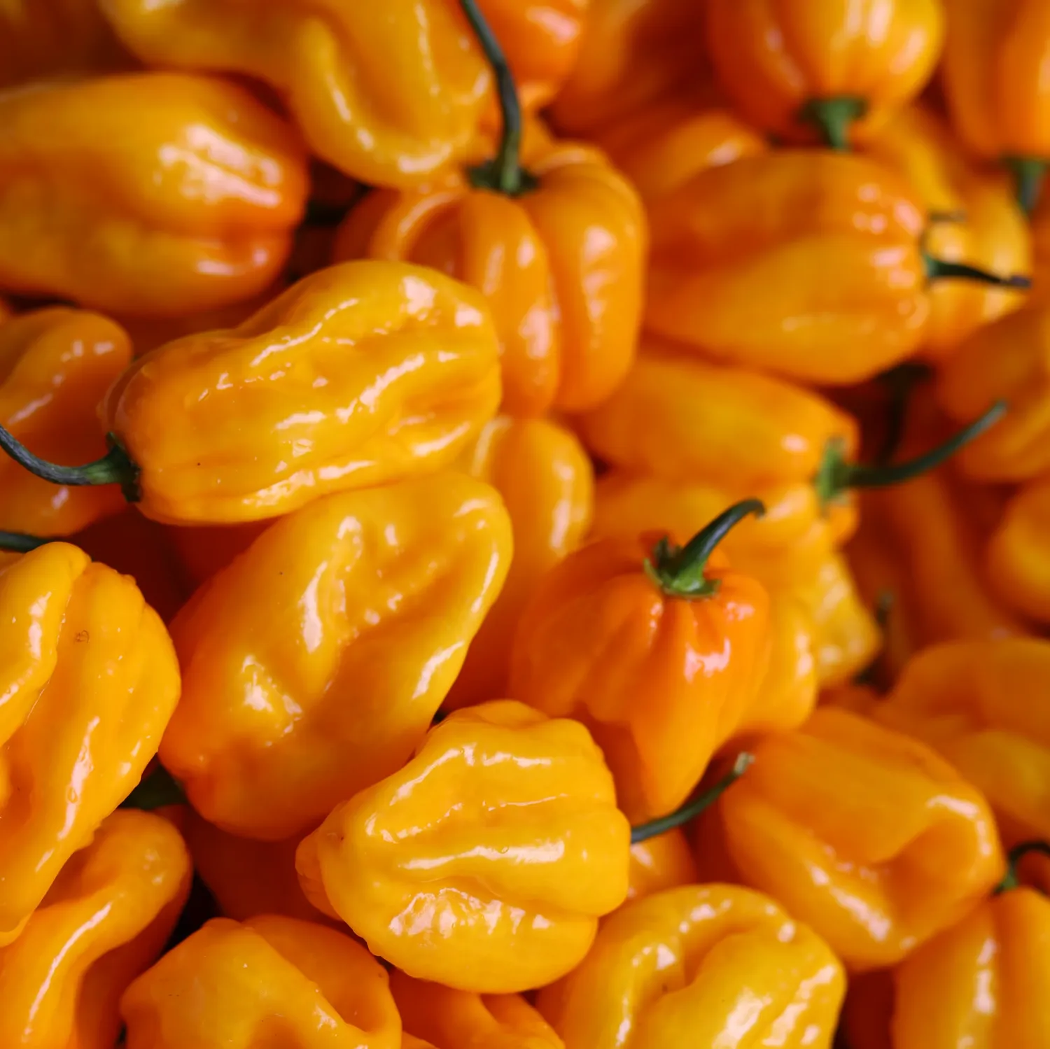 Maison Martin Tonnerre salsa piccante forza 8/12 habanero