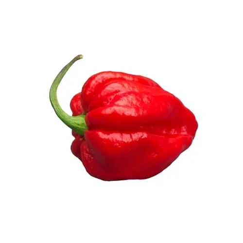 Mr PIC Habanero Rosso spaghetti 500g piccanti