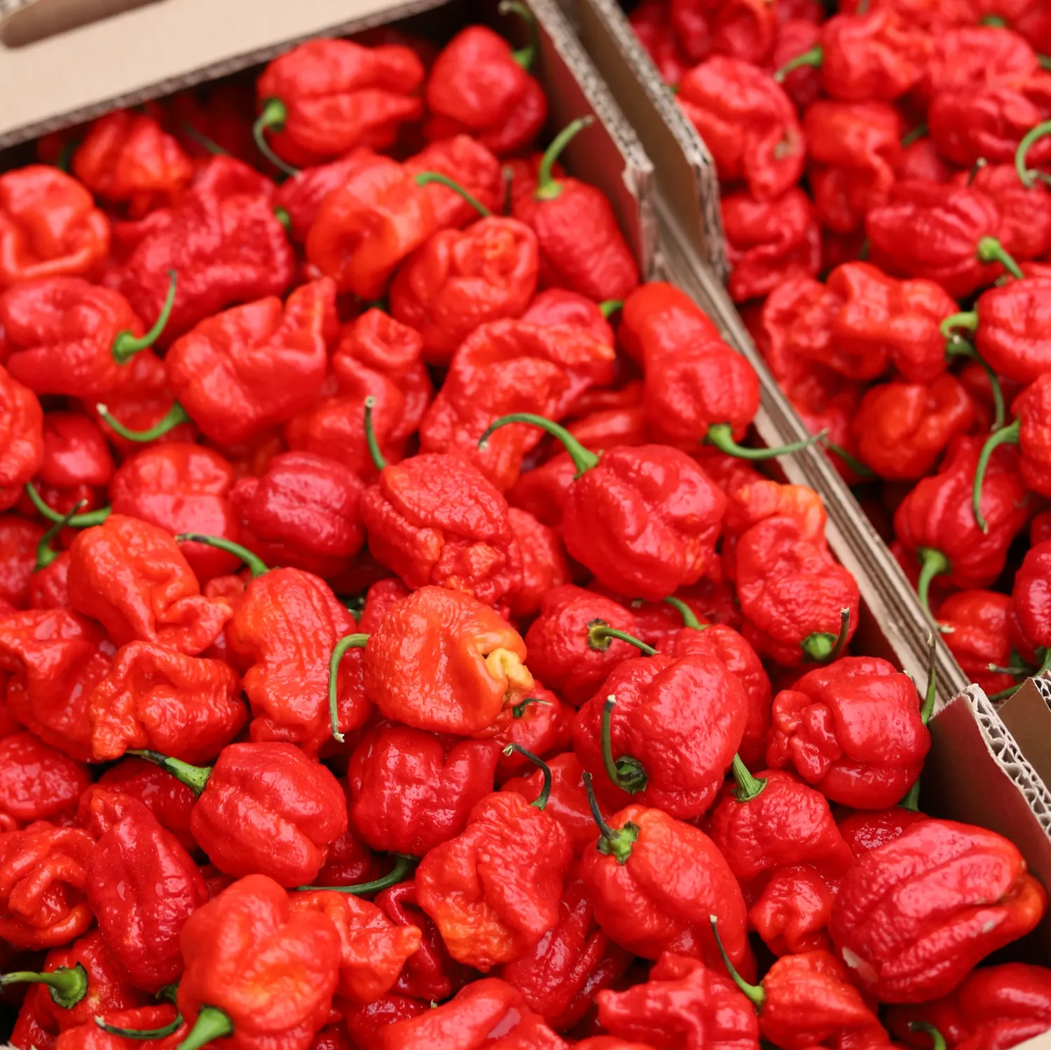 Maison Martin Armageddon Salsa Piccante agrumata