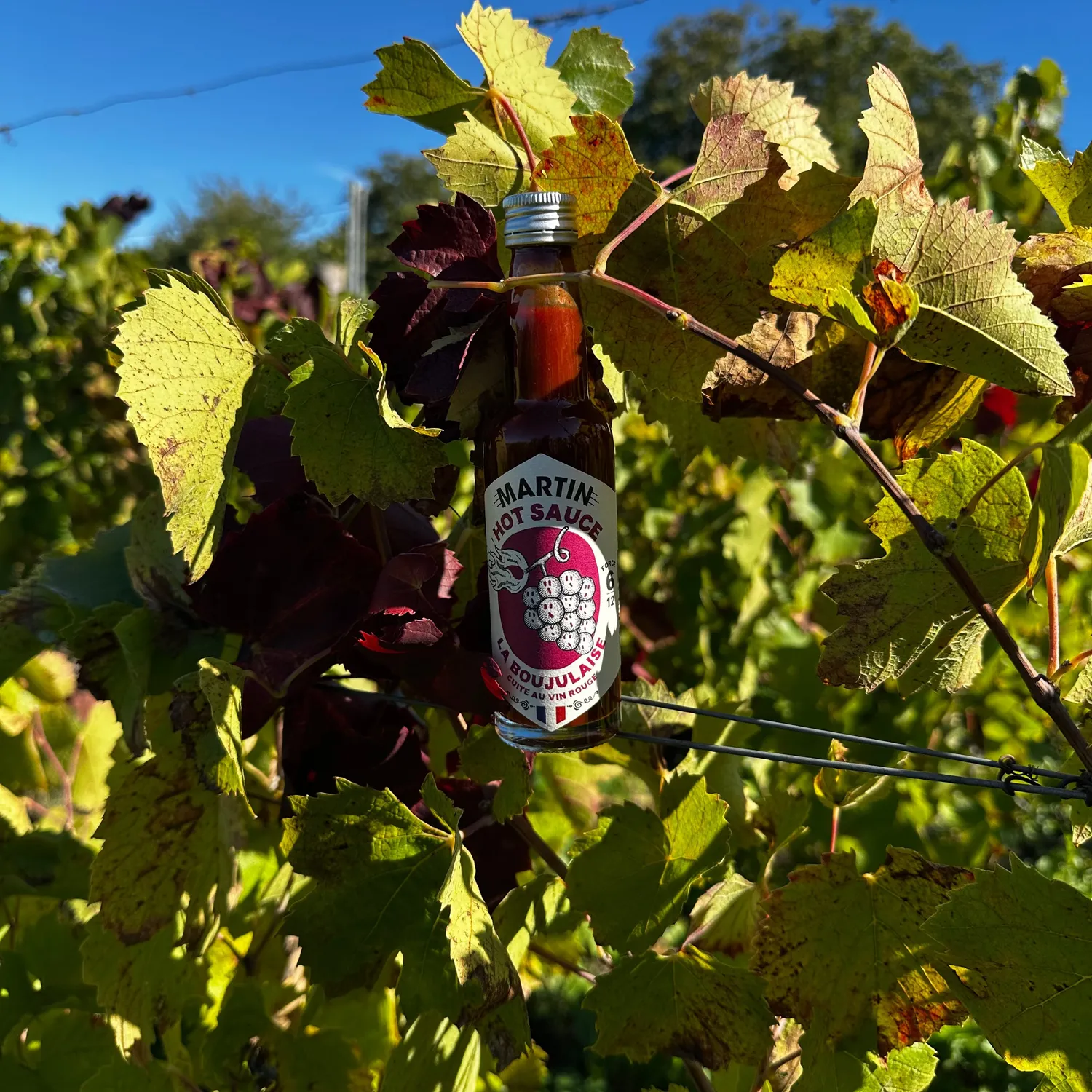 Maison Martin La Boujulaise salsa piccante vino Gamay forza 6